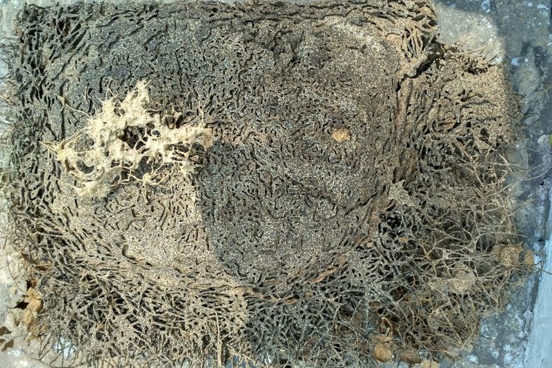Termite damage on a block of wood